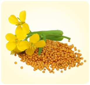 Brassica nigra seeds